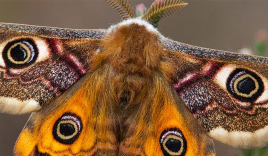 close up of a moth