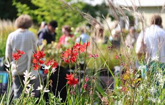 Specialist Autumn Plant Fair