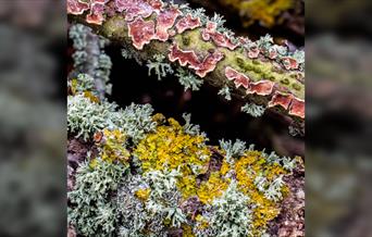 Loving the Lichen!