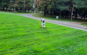 a dog running on the grass