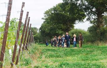 Kinsbrook vineyard tour - a group of people walking alongside grape vines on a sunny day