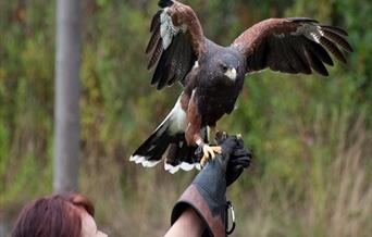 a person with a protective glove on holding out their arim for a bird of prey that is just landing with wings still open