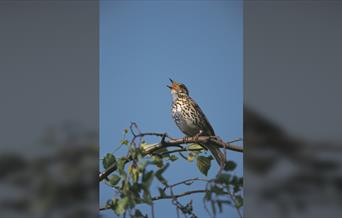 Guided Walk: Summer at Medmerry