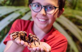 Drusillas Spider Phobia Course