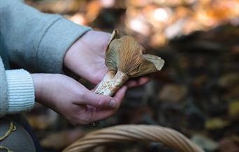 Autumn Foraging Walk with Terra Vitum