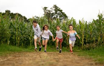 Cowdray's Maize Maze