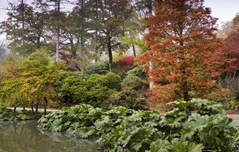 autumnal view of trees and shrubbery