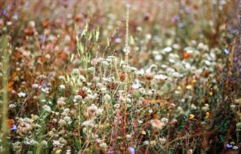 Wildflowers in a field