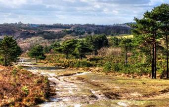 ashdown forest landscape