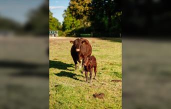 Trenchmore Farm's Summer Market 2.0