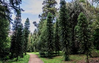 Summer forest bathing