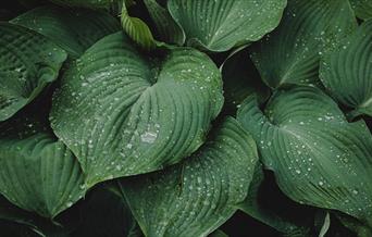 Green plants with water droplets on leaves