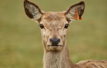 Deer looking at the camera at Sky Park Farm