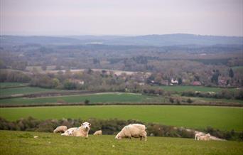 Cowdray Estate