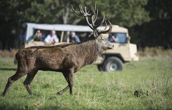 a stag in the foreground and a safari vehicle in the background with people enjoying the safari