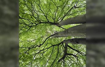 Forest Bathing: A Nature-Based Wellbeing Experience