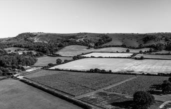 View of the Vineyard
