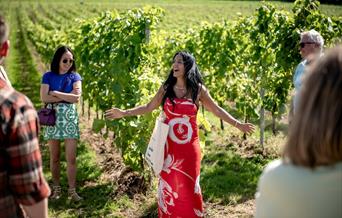 Vineyard Tour and Tasting