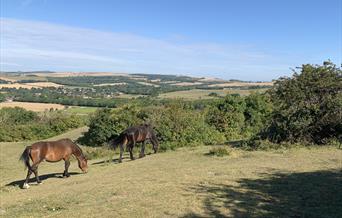 ponies at Cissbury Ring