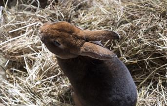 a rabbit