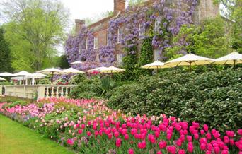 Pashley Manor Gardens Wisteria and Tulips on the Terrace