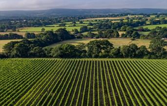 Ridgeview Vineyard on a sunny day with blue skies and a few cumulus clouds