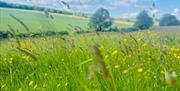Bright sunny day showing long grass in the camping field at Newhouse Farm camp site