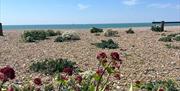 tides mill beach with flowers in the foreground, a shingle beach and blue sea and sky