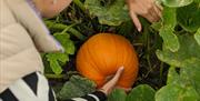 Pick Your Own Pumpkins