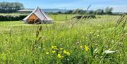 TP tent set in the West Sussex countryside