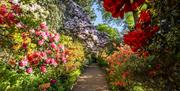 a foot path with flowers in full bloom on both sides - pinks reds, oranges and yellows - a riot of colours