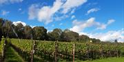 A summers day view over rows of vines under a blue sky