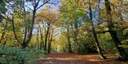 Autumal woodland path in West Sussex