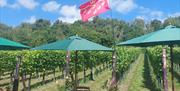 picnic tables in the sun at Wildwood vineyard