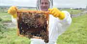 A guest looking at a frame of bees.