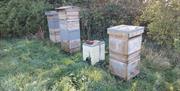Beehives in one of our Apiaries