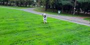 a dog running on the grass