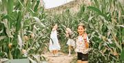 Children waving at the maize maze entrance at South Farm Rodmell near Lewes, East Sussex, beside a hand-painted 'Get Lost! Have Fun' sign