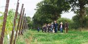 Kinsbrook vineyard tour - a group of people walking alongside grape vines on a sunny day