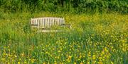Wildflower Meadow with wooden bench in summer