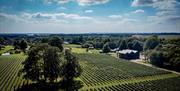 view of the vines on a sunny day with fluffy clouds