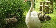 Close up of a swan and signets in the background