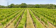 the vines