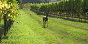 a deer standing between the vines