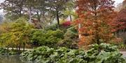 autumnal view of trees and shrubbery