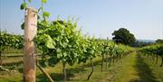 view of the vines under clear blue skies