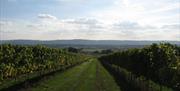 view of the vines
