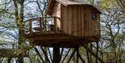 Knepp Safaris - accommodation treehouse