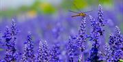 purple flowers with a dragon fly landed on one