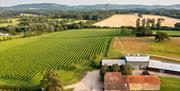 Aerial view of part of the vineyard and buildings at Albourne Estate